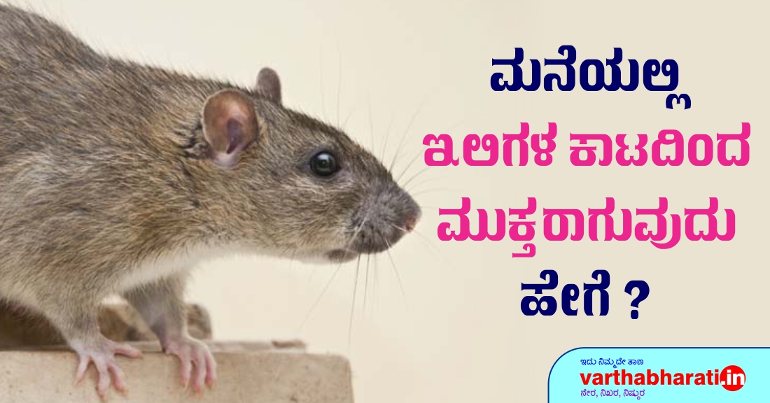 ಮನೆಯಲ್ಲಿ ಇಲಿಗಳ ಕಾಟದಿಂದ ಮುಕ್ತರಾಗುವುದು ಹೇಗೆ?